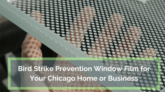 Bird Strike Prevention Window Film for Your Chicago Home or Business