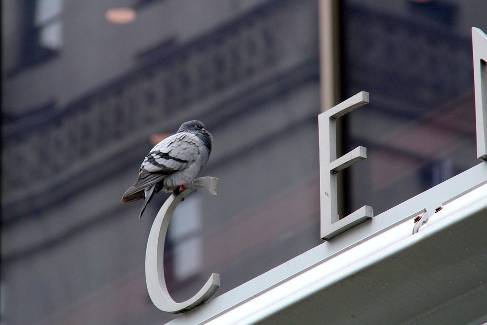 bird safety window film chicago